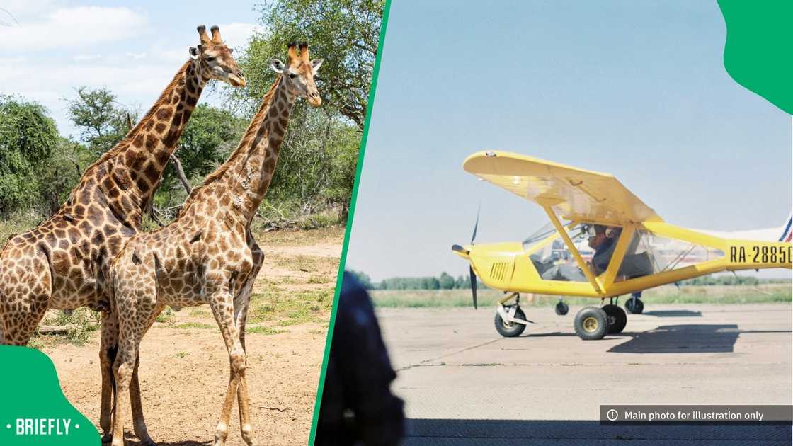 Giraffes stopped a pilot from landing.
