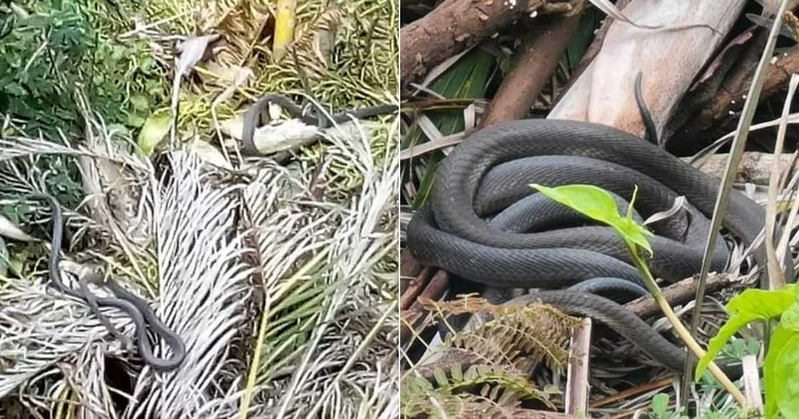 snake, rescuer, Durban, mamba, home, community, KZN, summer snake, rescuer, Durban, mamba, home, community, KZN, summer