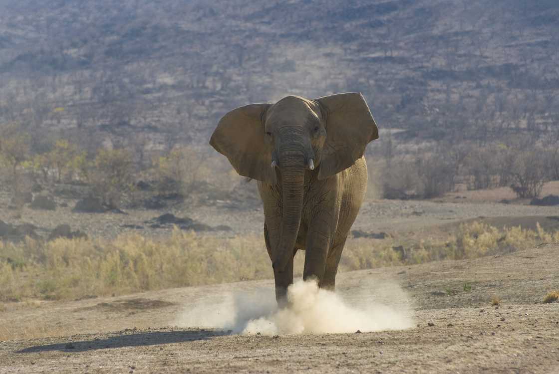 Elephants may attack under certain circumstances Elephants may attack under certain circumstances