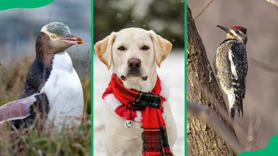 Yacare Caiman, Yellow Labrador Retriever, Yellow-bellied sapsucker Yacare Caiman, Yellow Labrador Retriever, Yellow-bellied sapsucker
