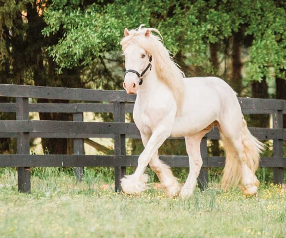 biggest horse breed biggest horse breed