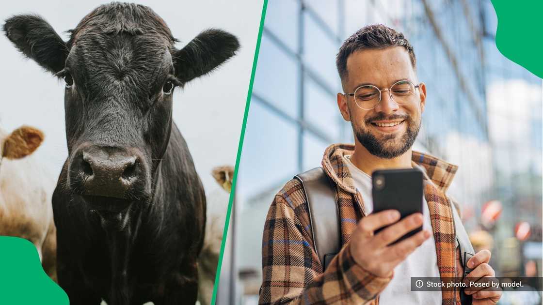 A mama showed off her adorable relationship with her cow, leaving the internet entertained. A mama showed off her adorable relationship with her cow, leaving the internet entertained.