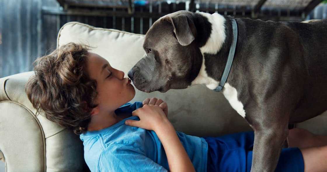 Tips for preventing pit bull attacks Tips for preventing pit bull attacks