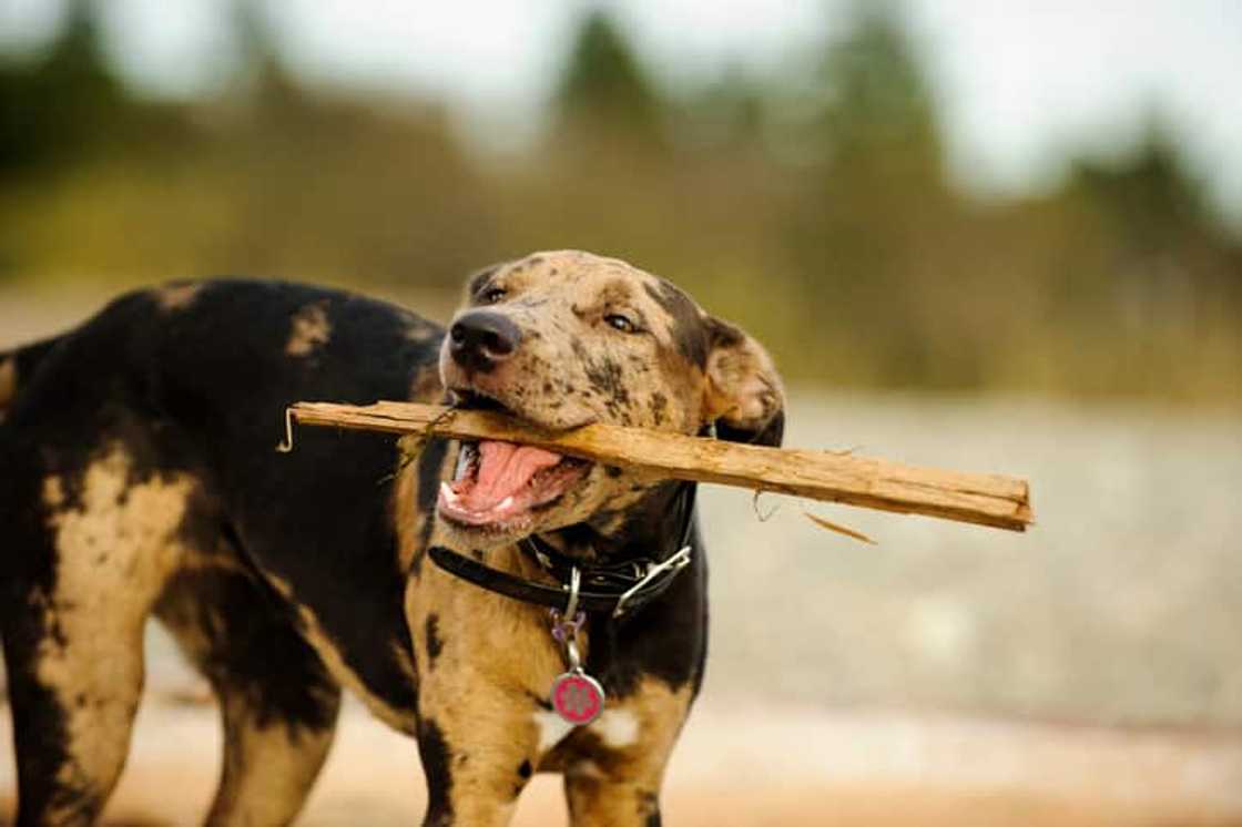 What is the tallest dog in the world 2020?