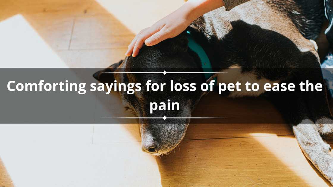 sayings for loss of pet