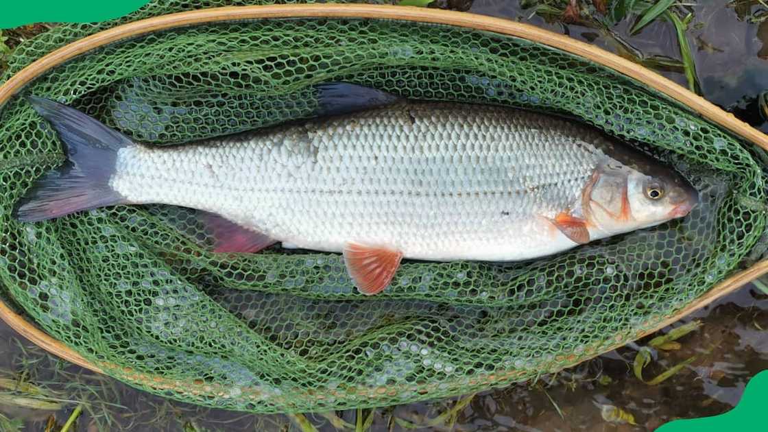 Nase captured by a net Nase captured by a net