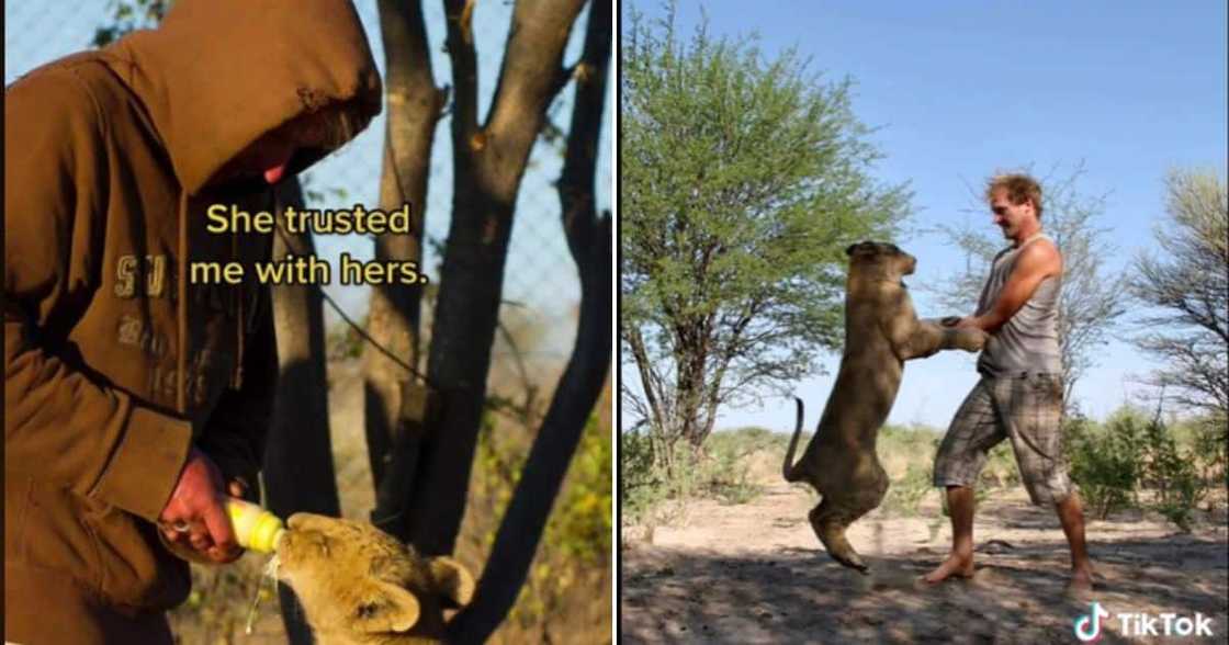 Sirga the lioness and her friend Sirga the lioness and her friend