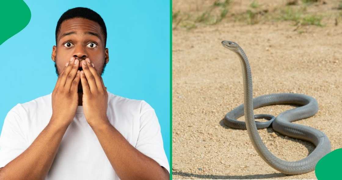 Mzansi was stunned by a black mamba in a car