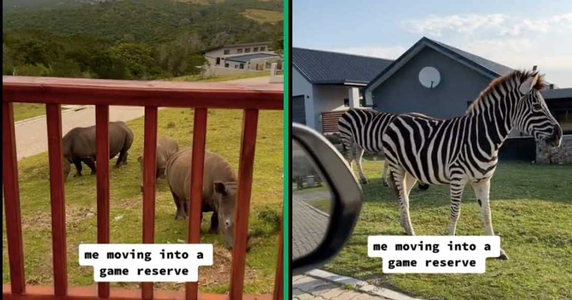 A man moves into a Game Reserve's residential area and has rhinos and zebras as neighbours A man moves into a Game Reserve's residential area and has rhinos and zebras as neighbours