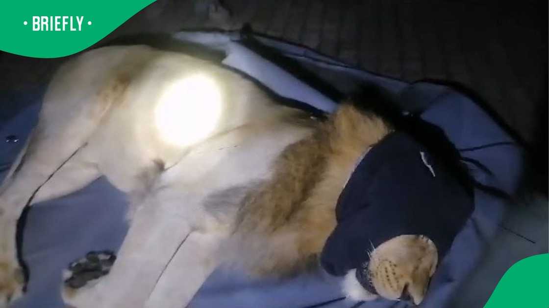The make lion that was recaptured. The make lion that was recaptured.
