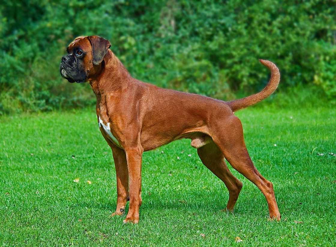 World's strongest dog breed World's strongest dog breed