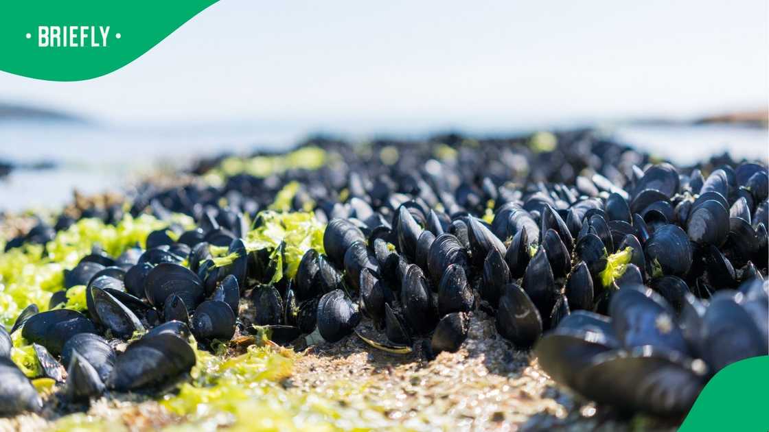 Mussels on the seashore.