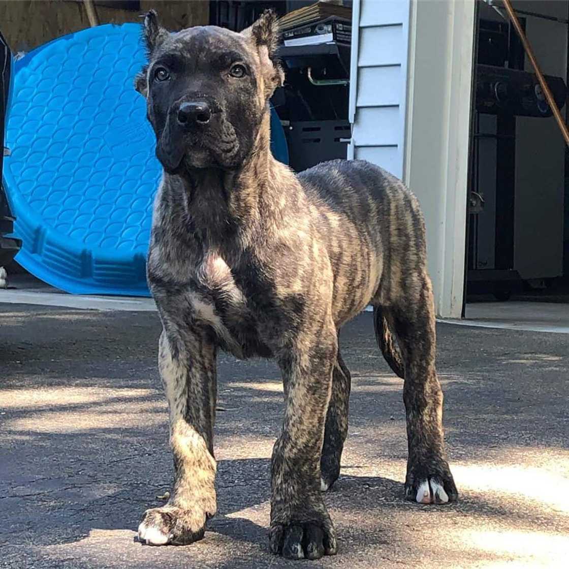 most dangerous dog breeds most dangerous dog breeds