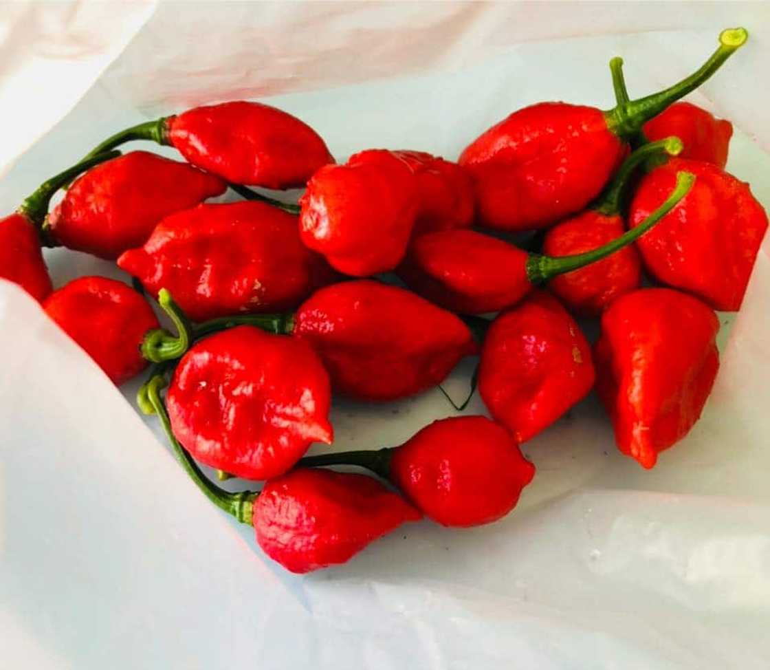 Red chillies