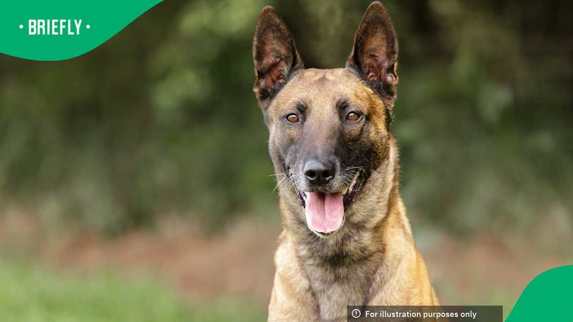 This is a Belgian Malinois