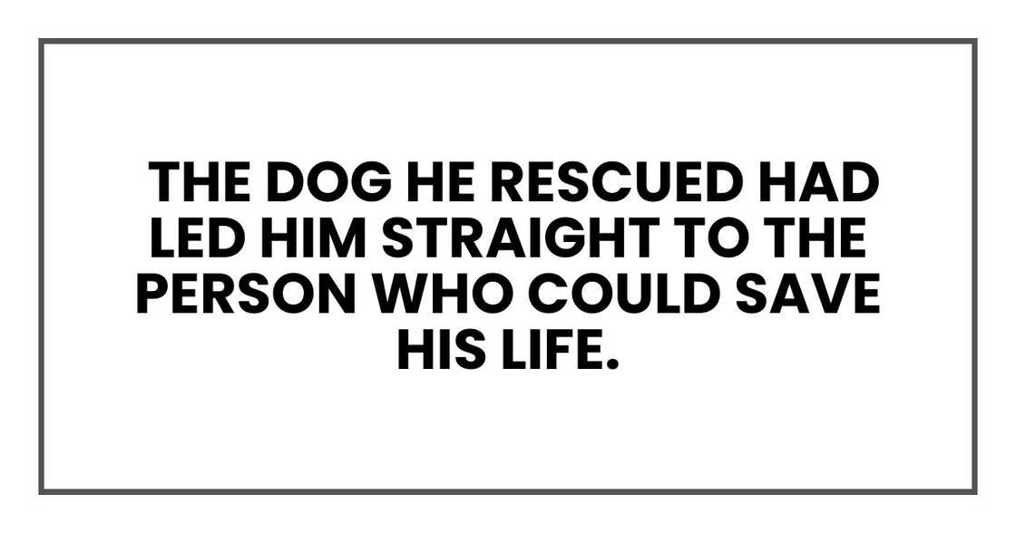 The dog he rescued had led him straight to the person who could save his life