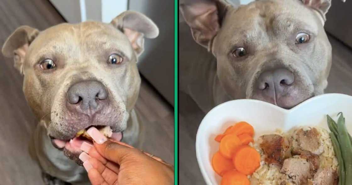 A dog was fed lamb chops, veggies and rice by its owner in a TikTok video A dog was fed lamb chops, veggies and rice by its owner in a TikTok video