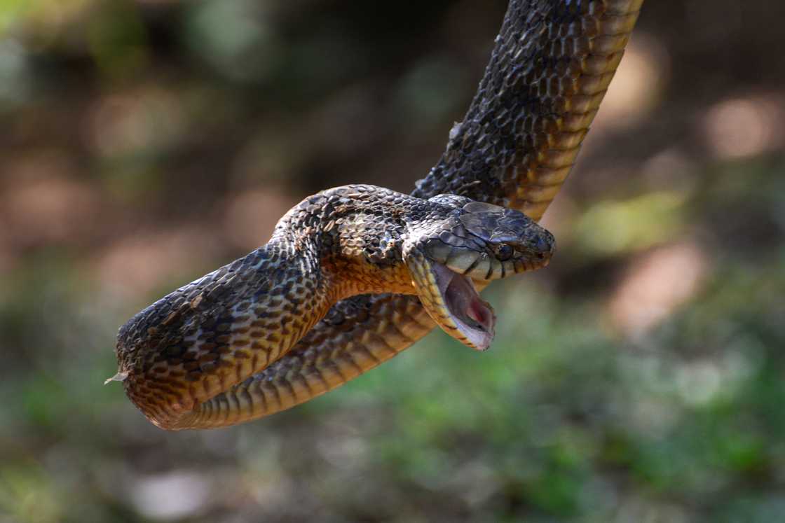 Puff adders are dangerous snakes Puff adders are dangerous snakes