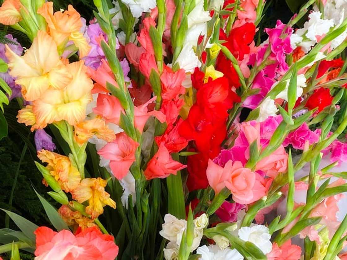 What is my flower according to my birthday? What is my flower according to my birthday?