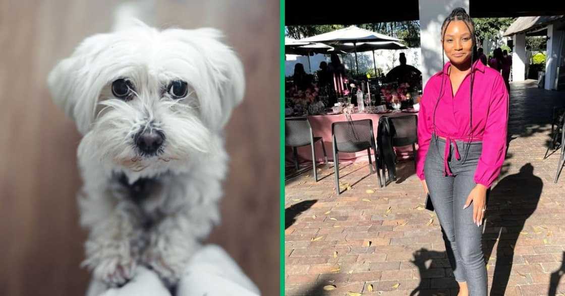 A TikTok video captured a woman feeding her dog with her hands. A TikTok video captured a woman feeding her dog with her hands.