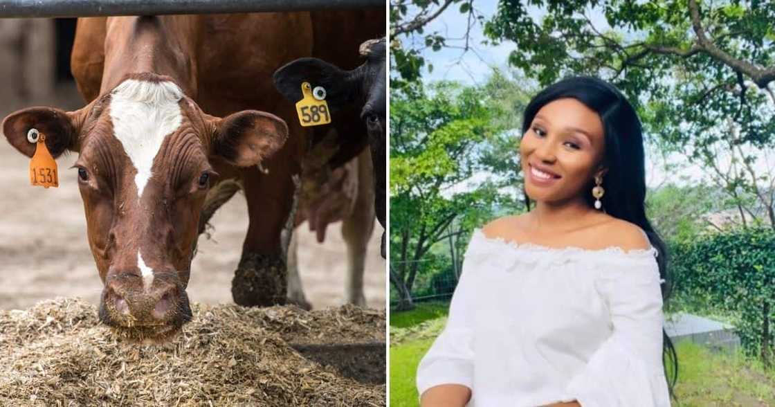 missing cow causes utter chaos missing cow causes utter chaos
