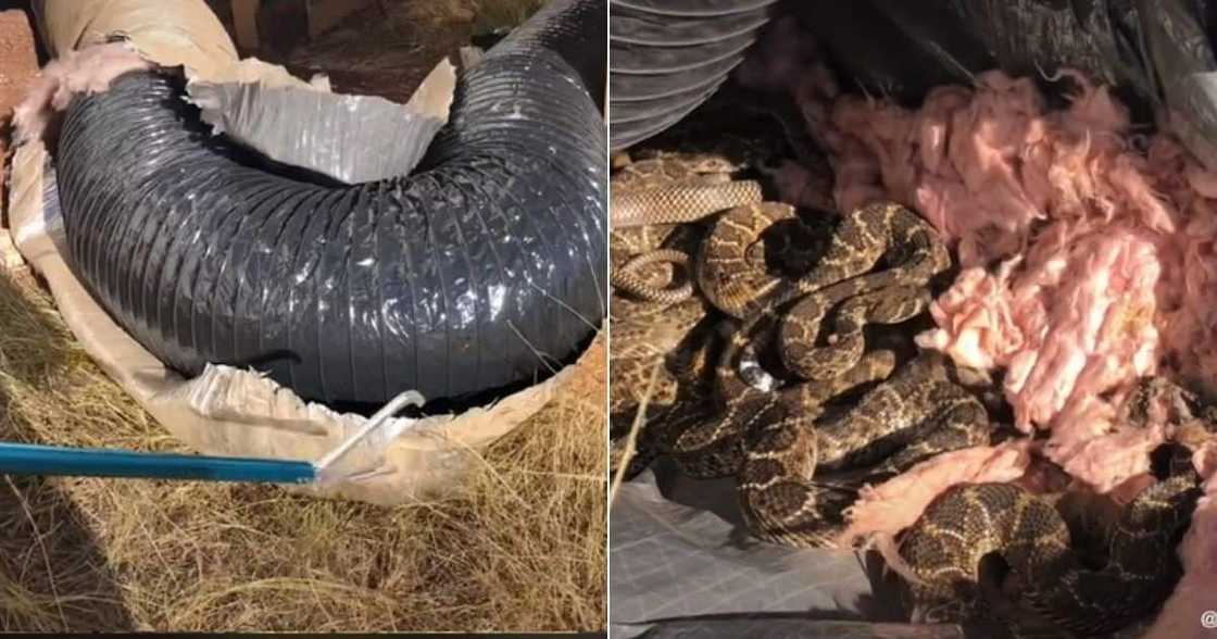 Rattlesnakes, Texas, United States, South Africa Rattlesnakes, Texas, United States, South Africa
