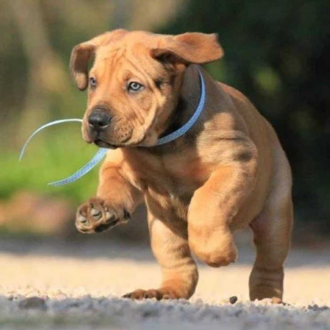 South African Boerboel: reasons why every homeowner should buy this dog breed South African Boerboel: reasons why every homeowner should buy this dog breed
