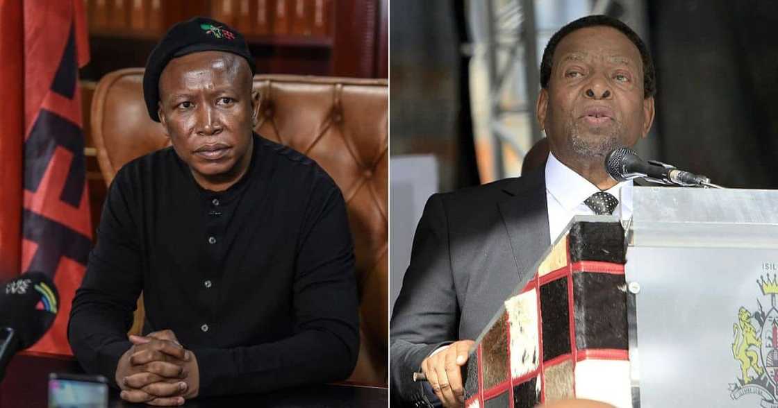 EFF, Julius Malema, Are Slaughtering, Cows, 1 Given, Him by King Goodwill Zwelithini, Politics EFF, Julius Malema, Are Slaughtering, Cows, 1 Given, Him by King Goodwill Zwelithini, Politics