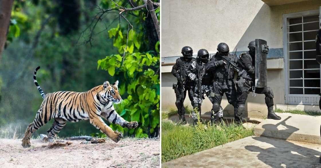 The SPCA will not rest until it knows where the Edenvale tiger is The SPCA will not rest until it knows where the Edenvale tiger is