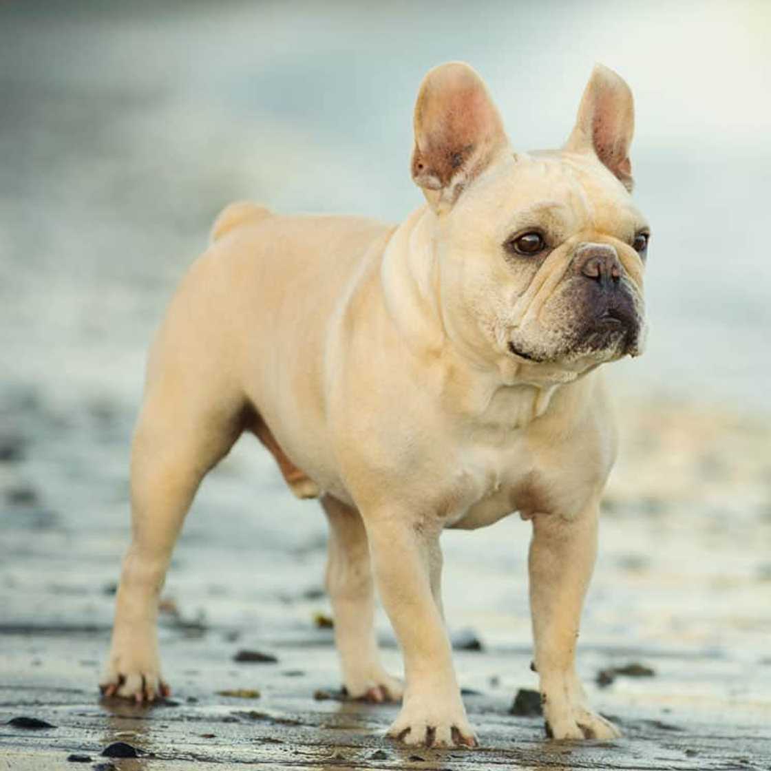 most expensive dogs most expensive dogs