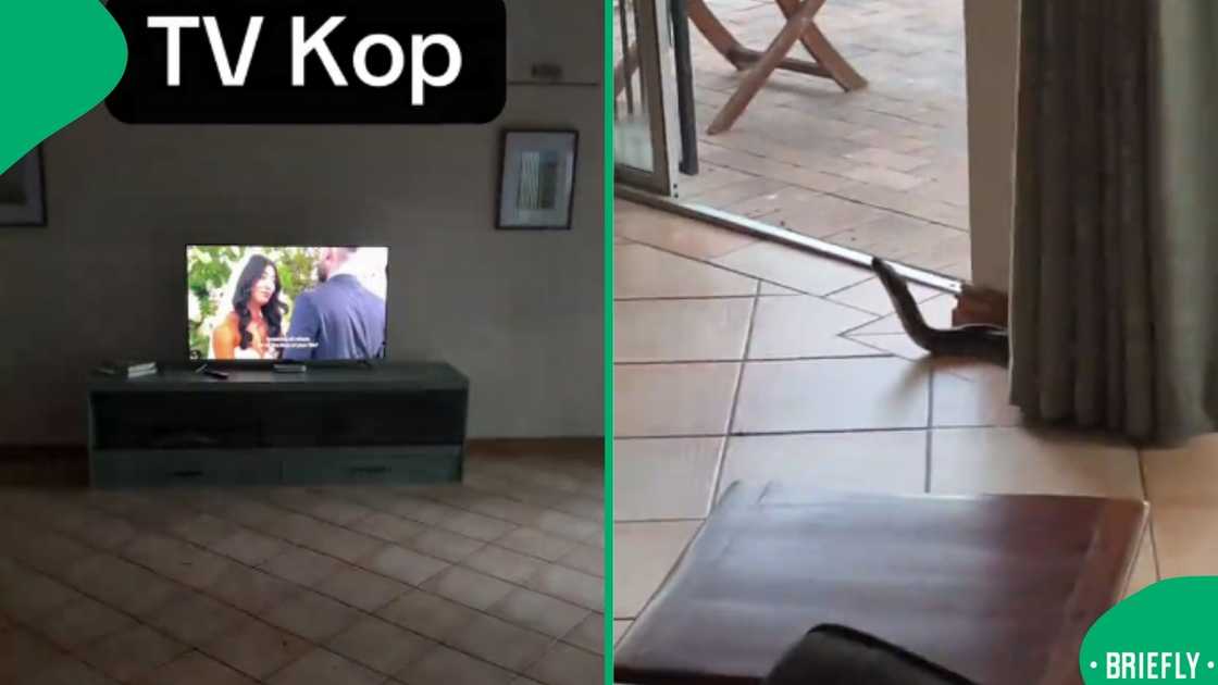 The screenshot on the right showed the snake watching a TV drama The screenshot on the right showed the snake watching a TV drama