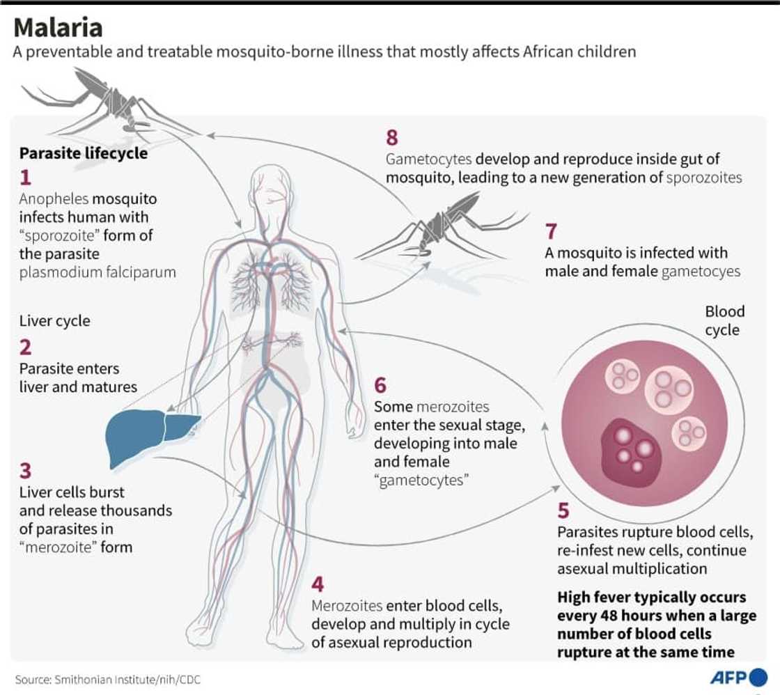 The life-cycle of the parasite that causes malaria