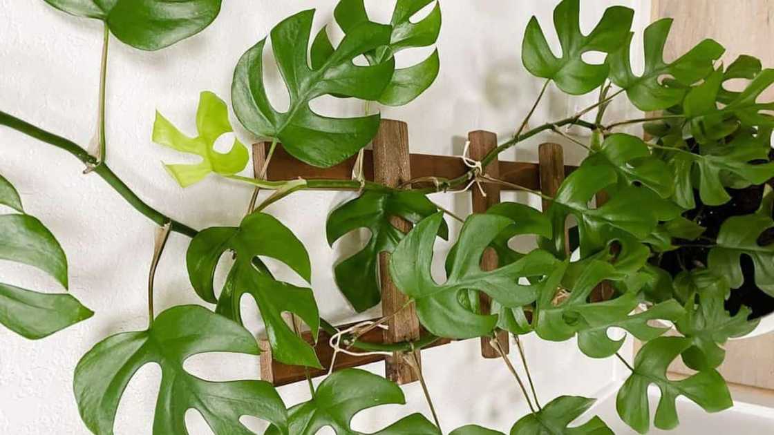 The Rhaphidophora tetrasperma plant The Rhaphidophora tetrasperma plant