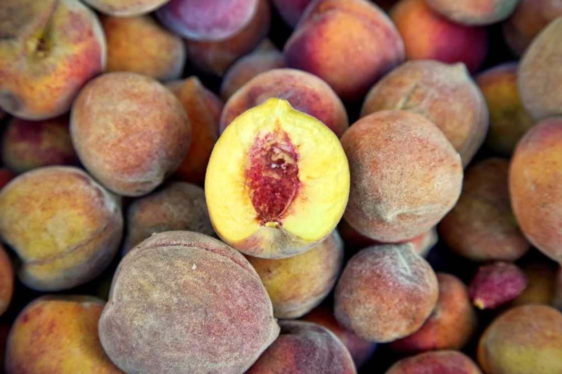 New, more resistant varieties of peaches are being grown on the campus of the University of Georgia, in Griffin New, more resistant varieties of peaches are being grown on the campus of the University of Georgia, in Griffin
