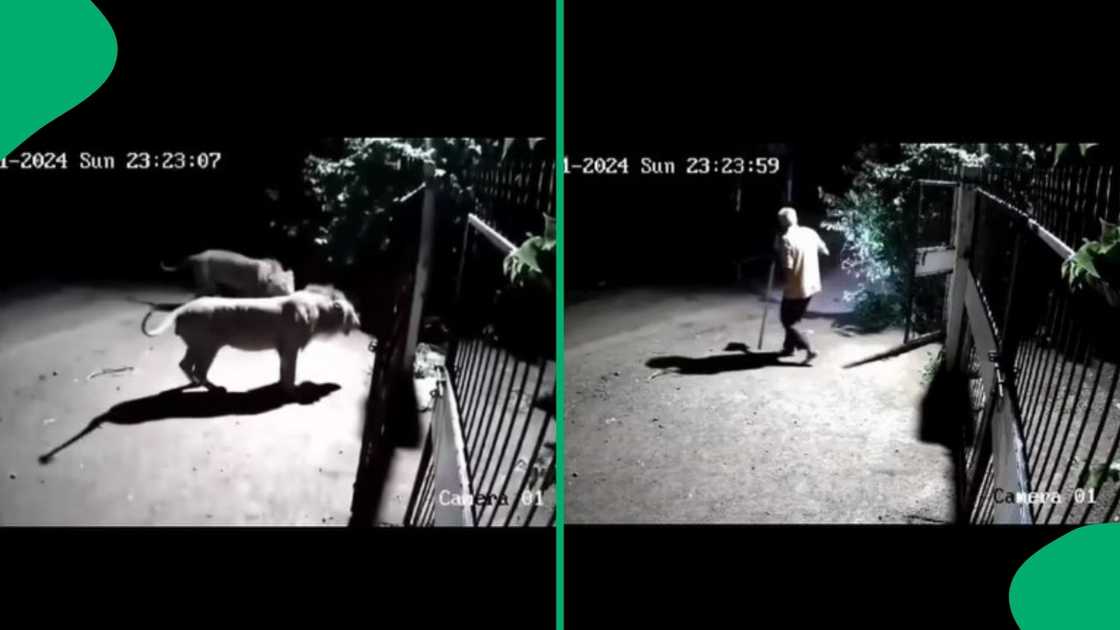 After lions roared at barking dogs, a man came out with a stick to assess the situation. After lions roared at barking dogs, a man came out with a stick to assess the situation.