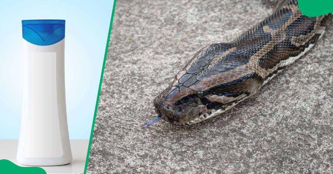 Clip goes viral showing man bathe snake Clip goes viral showing man bathe snake