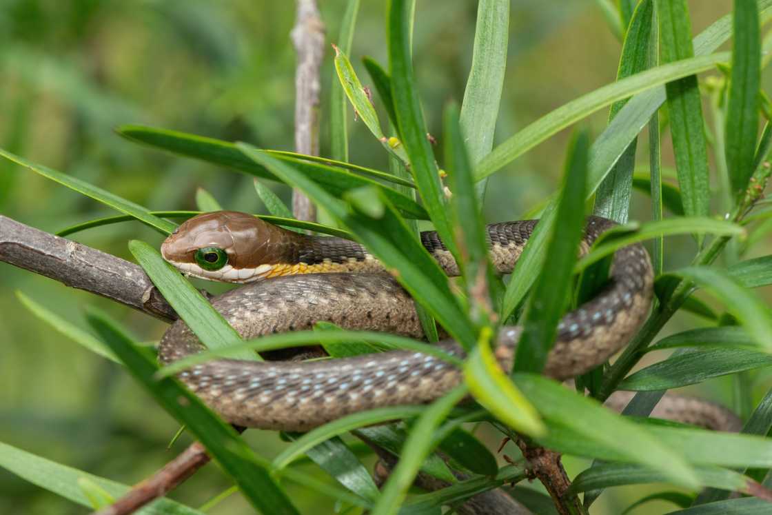 A boomslang in the branches of a tree.