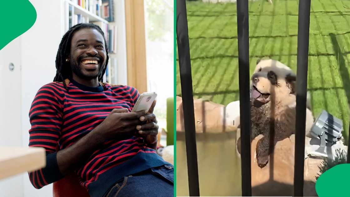 The internet cracked jokes after seeing the 'panda dogs.' The internet cracked jokes after seeing the 'panda dogs.'