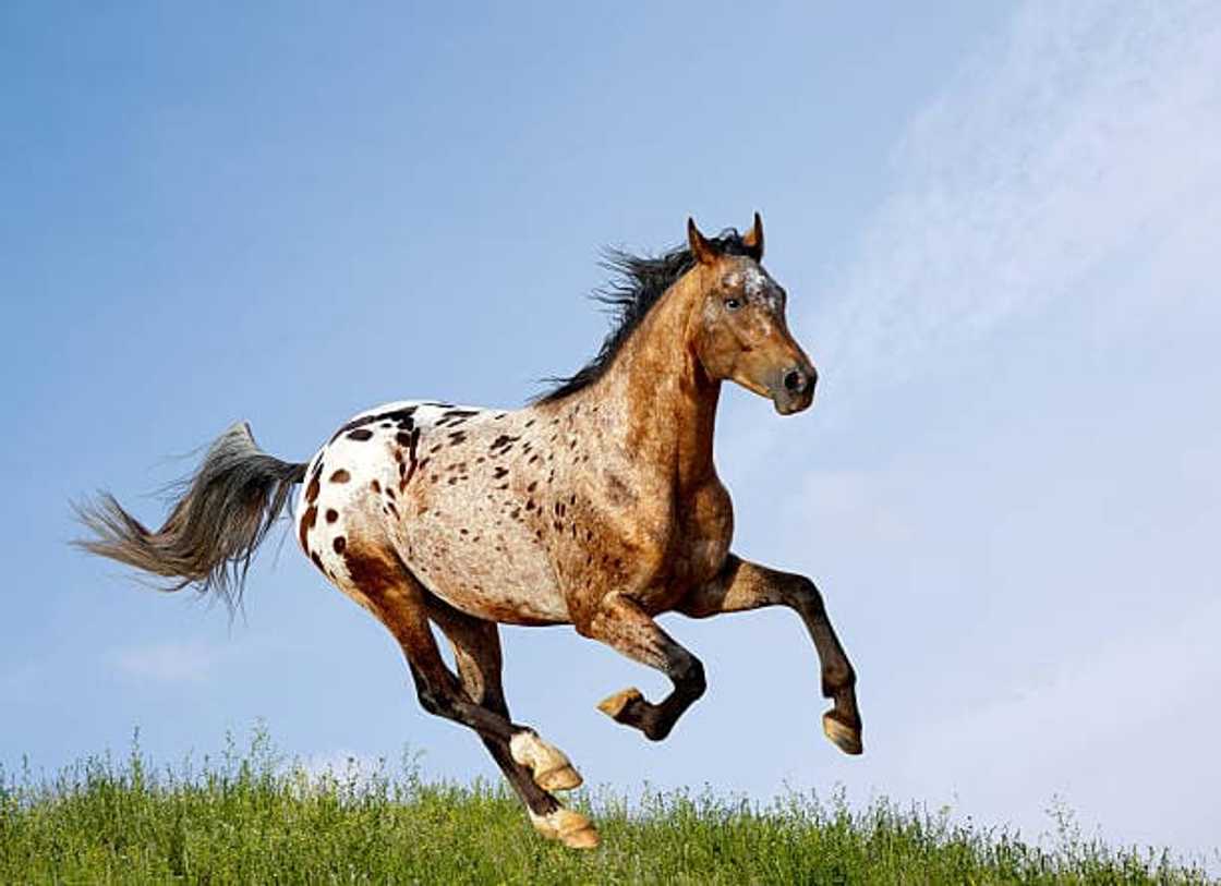 What is the most expensive horse in the world 2021? What is the most expensive horse in the world 2021?