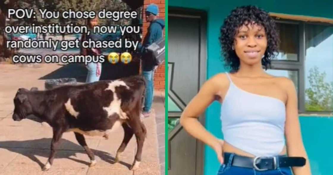 TikTok video shows cow at a university campus TikTok video shows cow at a university campus
