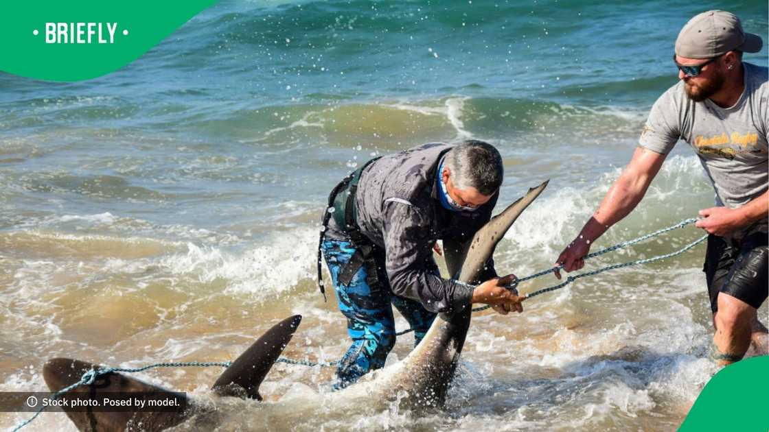 KZN fisherman catch sharks KZN fisherman catch sharks
