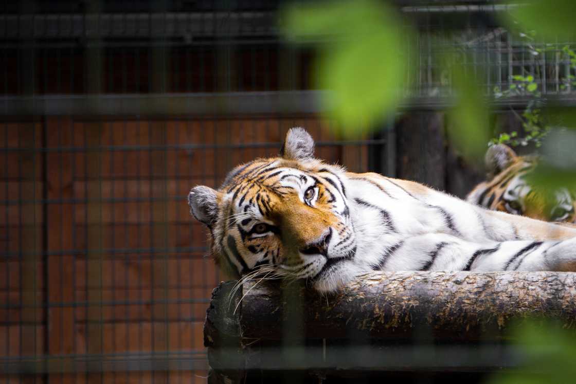 Many were concerned about the fate of the tiger that killed the man in the UK