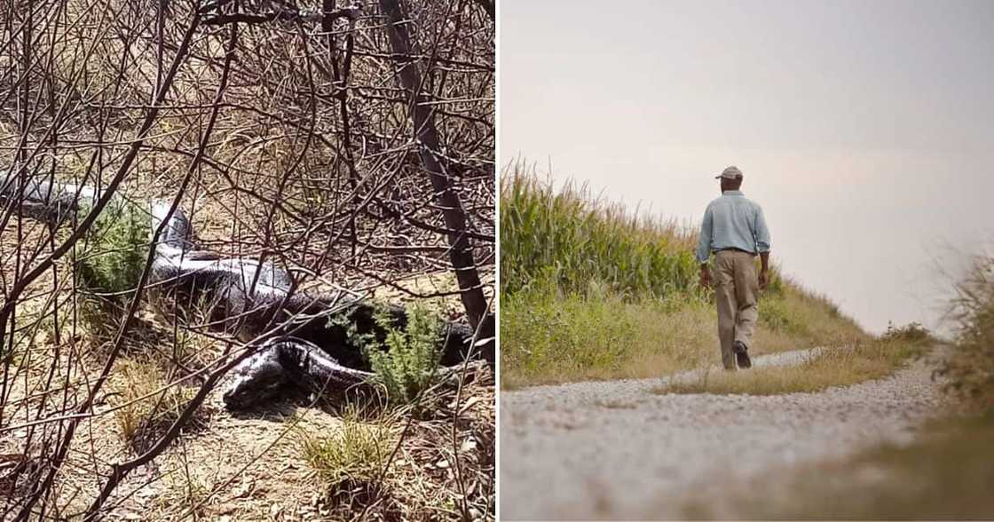 Massive snake spotted in Limpopo Massive snake spotted in Limpopo