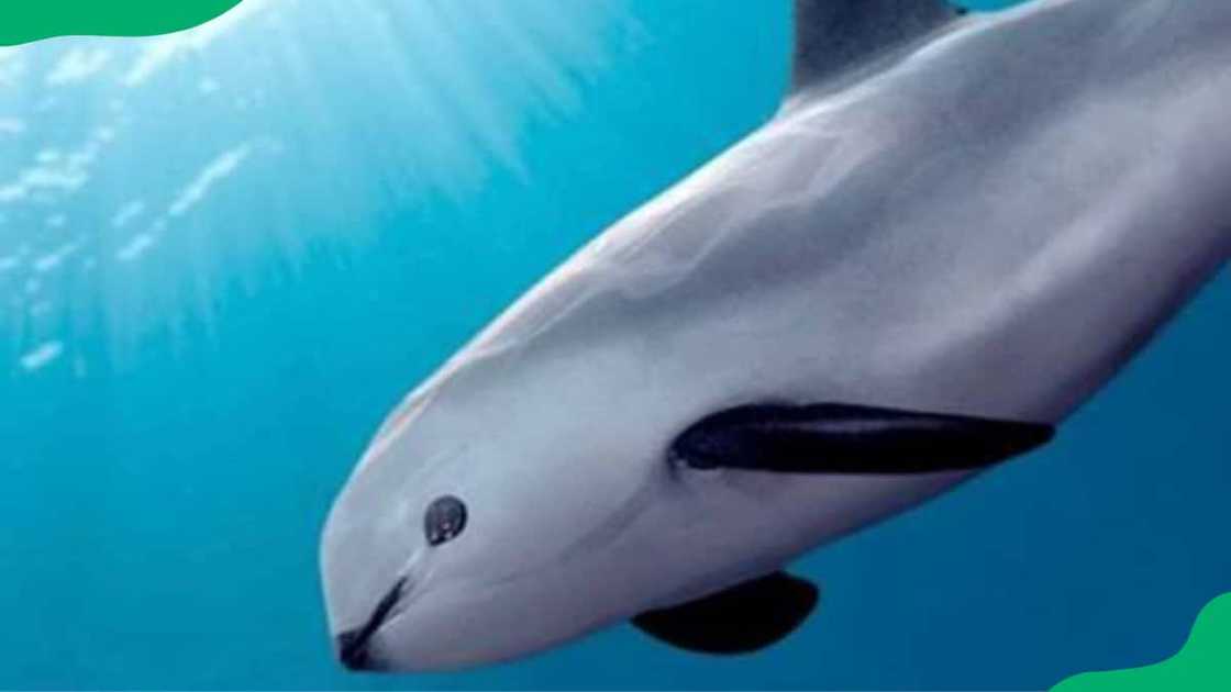 Vaquita in the deep ocean Vaquita in the deep ocean