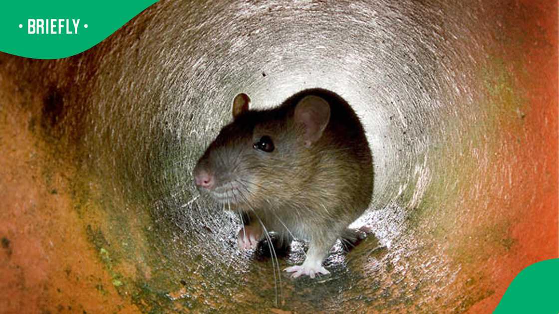 WHO speaks on Hantavirus outbreak WHO speaks on Hantavirus outbreak