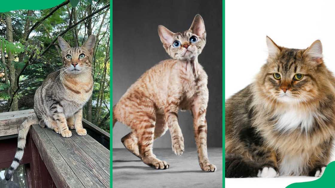 Exotic cat breeds