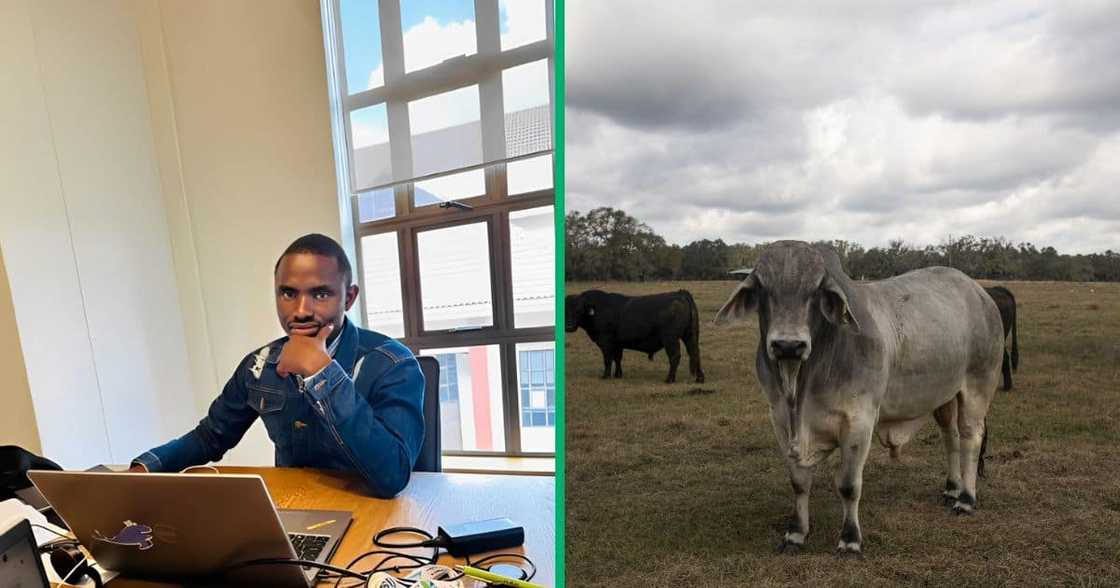 A man showed excitement in a TikTok video after adding a Brahman bull to his livestock.