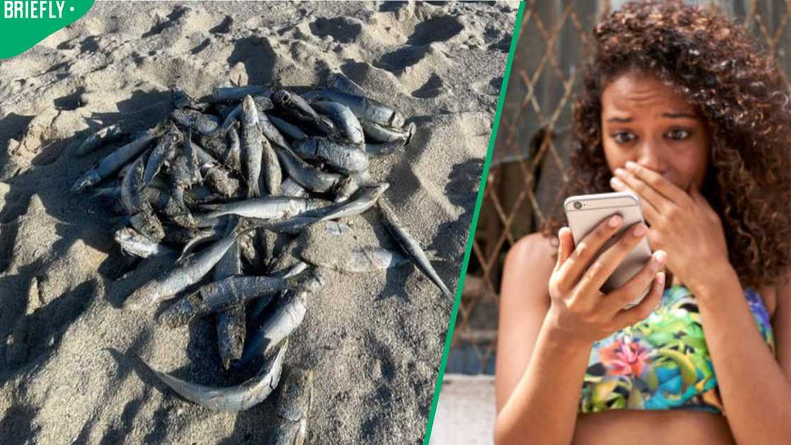 sardines