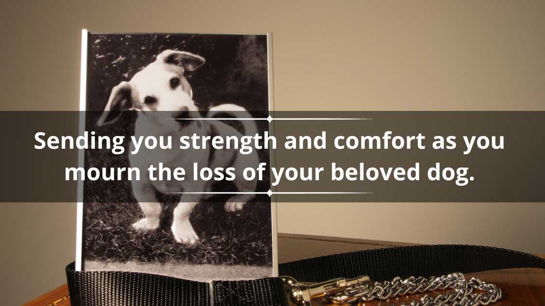 Loss of dog quotes for a friend