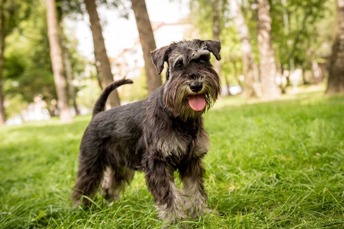 Cute miniature schnauzer at the park.